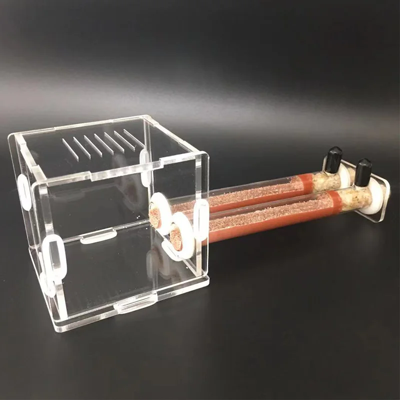 Nid en Tube de bambou pour fer - Begonia Rex avis et prix